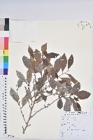 細葉饅頭果藏品圖，第1張