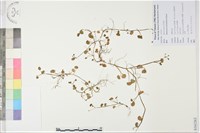 掌葉毛茛藏品圖，第1張