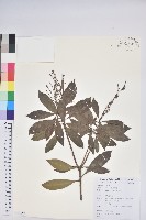 臺灣馬醉木藏品圖，第1張