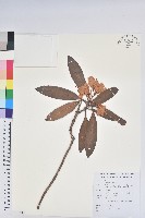 登錄號:S161400藏品圖，第1張