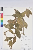 登錄號:S161436藏品圖，第1張