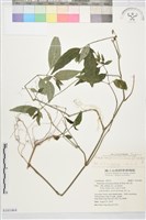長花九頭獅子草、山藍藏品圖，第1張