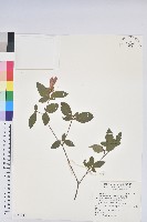 金毛杜鵑藏品圖，第1張