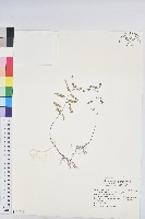 葉下珠、珠仔草藏品圖，第1張