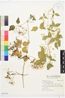 串鼻龍藏品圖，第1張