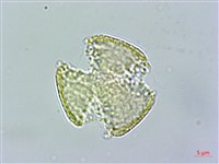 串鼻龍藏品圖，第2張