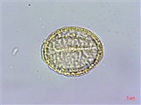 串鼻龍藏品圖，第3張