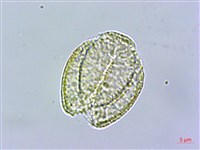 串鼻龍藏品圖，第4張