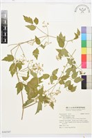 串鼻龍藏品圖，第1張