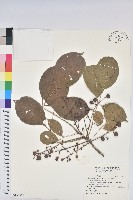 茄苳、重陽木藏品圖，第1張