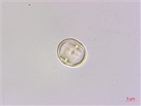 蘭嶼樹蘭藏品圖，第2張