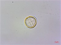 旋莢木、錐序蛛毛苣苔藏品圖，第1張