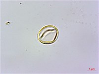 旋莢木、錐序蛛毛苣苔藏品圖，第3張