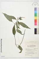 長花九頭獅子草、山藍藏品圖，第1張