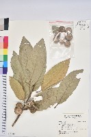 登錄號:S161690藏品圖，第1張