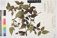 小蓑衣藤藏品圖，第1張