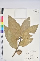 登錄號:S161703藏品圖，第1張