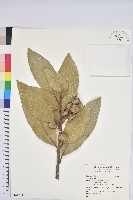 登錄號:S161704藏品圖，第1張