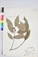 登錄號:S161705藏品圖，第1張