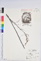 油柑藏品圖，第1張