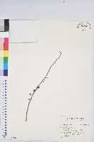 登錄號:S161768藏品圖，第1張