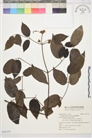 福貢鐵線蓮藏品圖，第1張