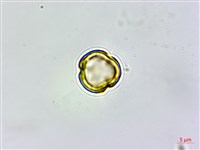 登錄號:S161822藏品圖，第1張