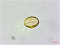 登錄號:S161822藏品圖，第2張