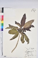 假鐵莧藏品圖，第1張