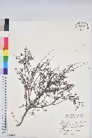 新竹地錦藏品圖，第1張