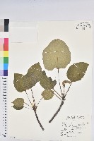 廣東油桐、皺桐藏品圖，第1張