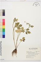 水辣菜、禺毛茛藏品圖，第1張