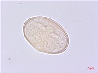 水芹菜藏品圖，第2張