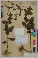 白花鬼針藏品圖，第1張