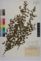 燈稱花、烏雞骨藏品圖，第1張