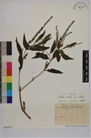 揚波、白埔姜、駁骨丹藏品圖，第1張