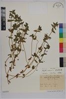 琉璃繁縷藏品圖，第1張