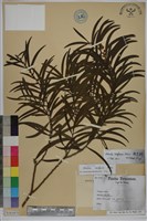 相思樹藏品圖，第1張