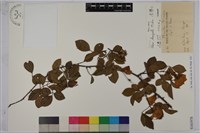 金櫻子藏品圖，第1張