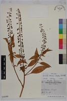 崖椒、雙面刺藏品圖，第1張