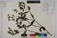 豨薟藏品圖，第1張