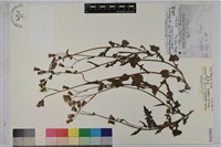 紫背草藏品圖，第1張