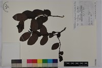 錫蘭饅頭果，香港饅頭果，大葉饅頭果，香港算盤子藏品圖，第1張