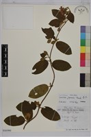 忍冬、金銀花藏品圖，第1張