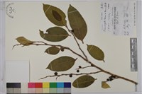 白肉榕藏品圖，第1張