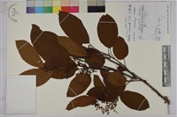 厚殼樹藏品圖，第1張