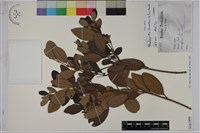 桃金孃藏品圖，第1張