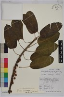 大葉雀榕、大葉赤榕藏品圖，第1張