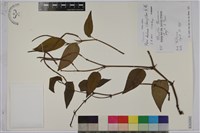 風藤藏品圖，第1張