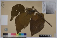 血桐藏品圖，第1張